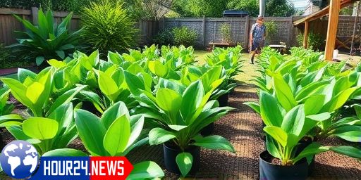 Growing Myoga in a Backyard: A Decade of Abandonment