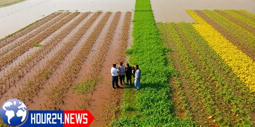 Punjab Floods Devastate Farmland and Economy