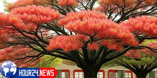 The Threat to Okinawa’s Iconic Pine Tree: A Deep Dive