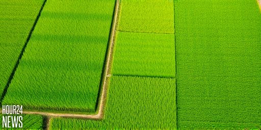 The Transformation of Vully’s Rice Fields: A Biodiversity Success Story