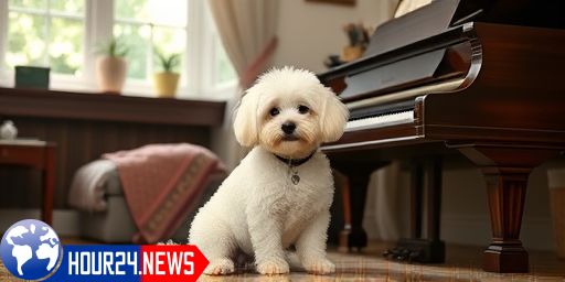 Kira, the Bichon Frise from Bihor, Achieves Guinness World Records