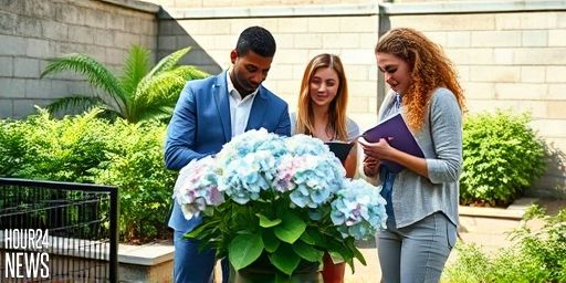 Magic Pillow Hydrangea: The Must-Have Shade Groundcover for Containers and Gardens