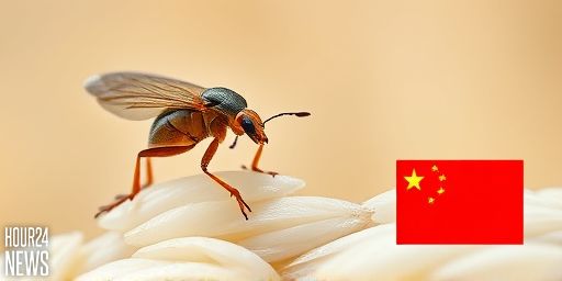 Rice Weevil on a Grain of Rice Wins 2025 Nikon Small World Contest