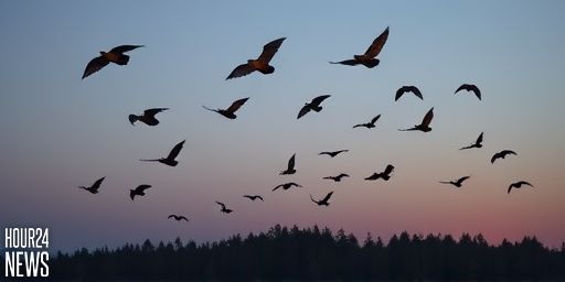 Europe’s Largest Bats Hunt Birds In Flight At Night