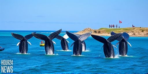 Eastern Australian Humpback Whale Population Surges Past Pre-Whaling Levels