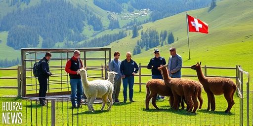 Bern Wolf Attack in Hasliberg: Llamas Killed, Calls for Immediate Action