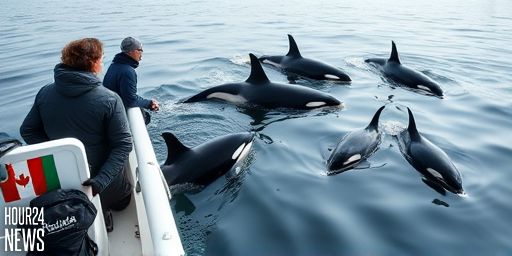 Hopeful Milestone: New Orca Calf Joins Endangered J Pod Near Vancouver Island