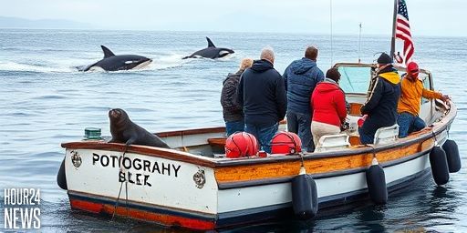 The Great Escape: Seal Survives Killer Whales by Boarding a Photographer’s Boat