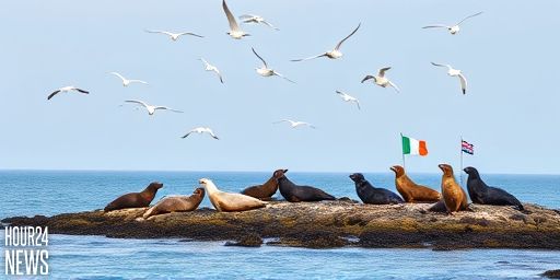 Bird flu fears for Ireland’s seals as UK seal deaths rise
