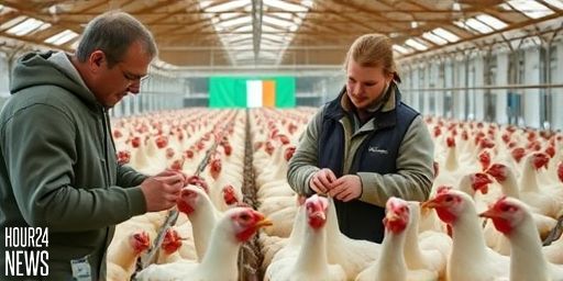 Bird flu: Rogue operators now Ireland’s biggest risk, IFA warns