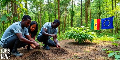 EU grants Ghana €2.4m to revive forests amid illegal mining crisis