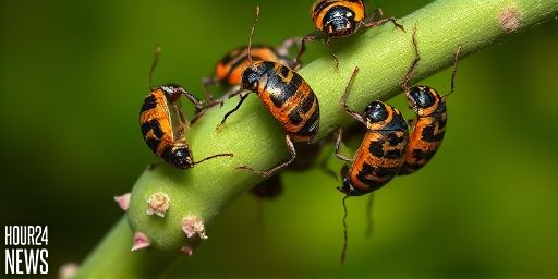 Stinkbugs on a Mission: Mobile Fungal Gardens Linger on Their Legs