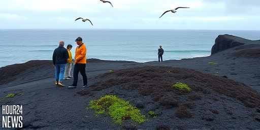 Birds, Not Wind, Brought Life to Iceland’s Youngest Island
