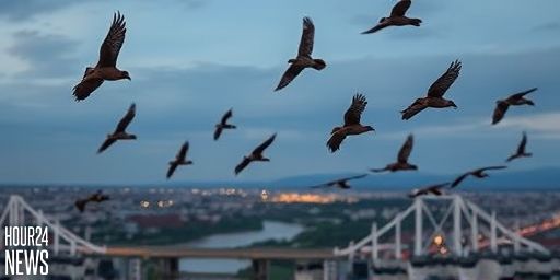 Tiny Amur Falcons Fly 5,000 Km in Five Days from India to Zimbabwe
