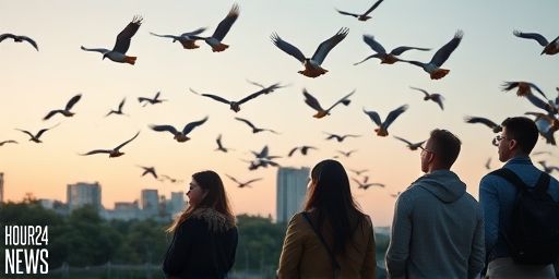 5000 km in five days: Amur falcons make a record-breaking migration from India to Zimbabwe