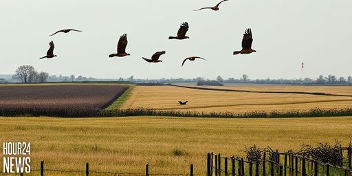 Red Kites at Risk from Wildfires: National Trust Warns