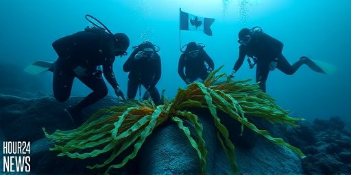 Restoring a Bull Kelp Habitat: North Vancouver’s New Underwater Reef