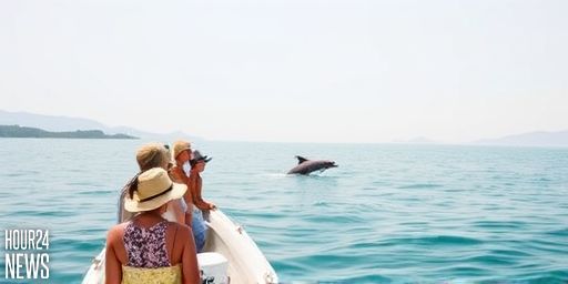 Rare Hector’s or Māui Dolphin Spotted in Northland Sparks Conservation Questions