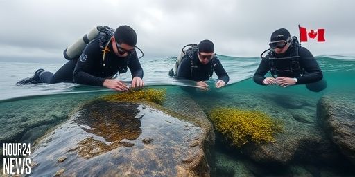 Tiny Kelp, Big Impact: North Vancouver’s New Reef Takes Root