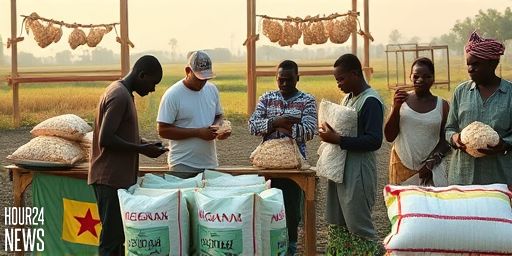 Cassava Chip Crisis: Oti Region Farmers Face Loss as Buyers Dry Up