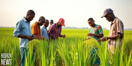 Why Nigerian Rice Struggles to Compete Globally and What Can Change It