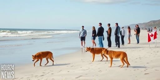 Tragic death of 19-year-old Canadian woman on Australian beach under investigation as dingoes nearby