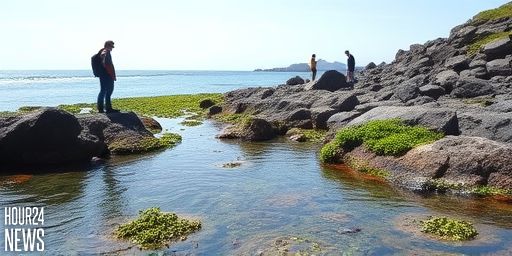 Whangaparāoa rock pools stripped bare by sea life gatherers, resident says