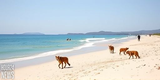 19-Year-Old Woman Found Dead on Australian Beach Surrounded by Dingoes, Police Say