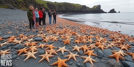 Mystery over mass stranding of thousands of starfish on Edinburgh beach