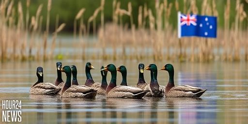 North Otago Ducks Surveillance: Field Tests to Confirm NZ Bird Flu Status