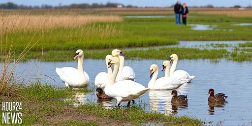 Swan Grief in Thanet as Bird Flu Fears Rise Across Kent