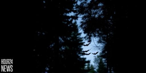 Bats’ Remarkable Navigation Strategy: How Echolocation Maps Complex Forests in Real Time