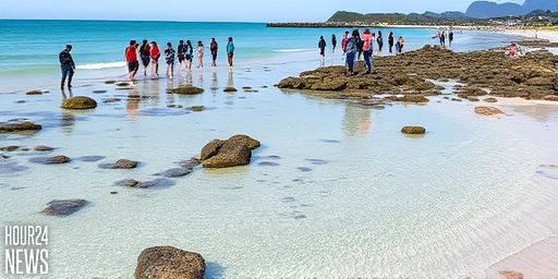 Whangaparāoa rock pools stripped bare as sea life gatherers surge, resident says